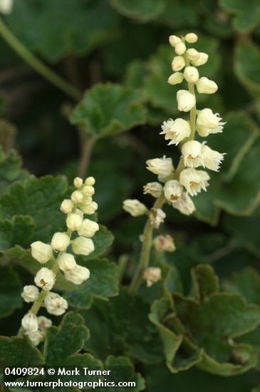 Yellow Coralbells blossoms & foliage detail