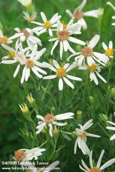 Olympic Aster blossoms & foliage detail
