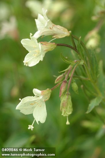 Yellow Fireweed blossoms & foliage detail