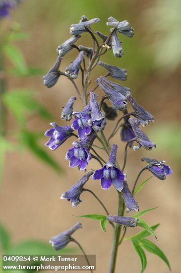 Tower Delphinium blossoms detail