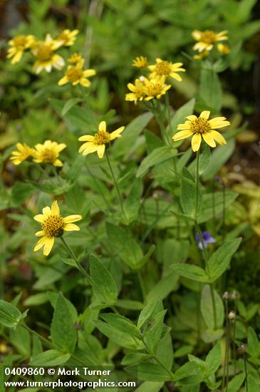 Clasping Arnica
