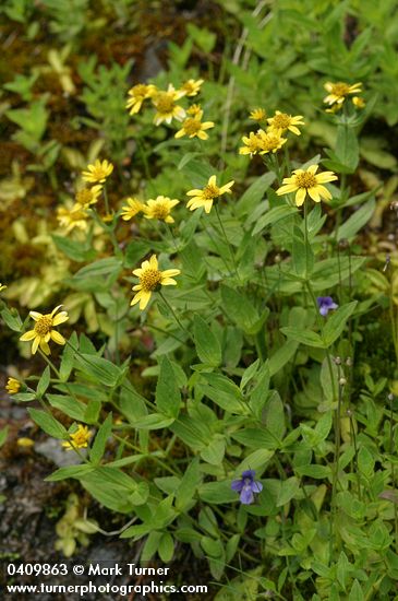 Clasping Arnica