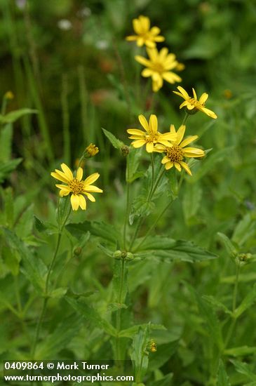 Clasping Arnica