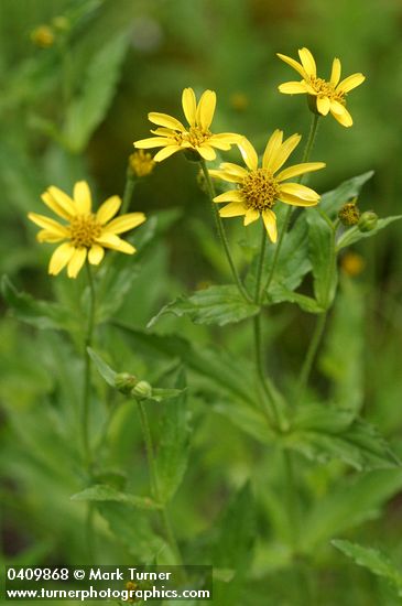 Clasping Arnica