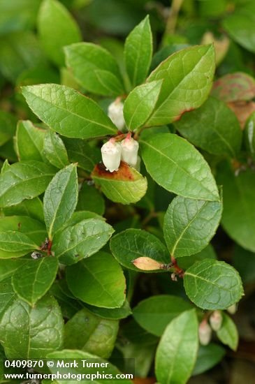 Eastern Teaberry 