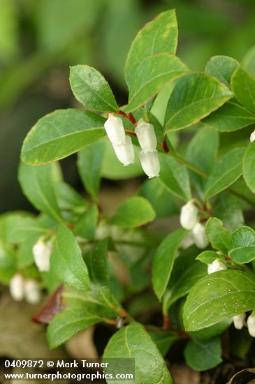 Eastern Teaberry 