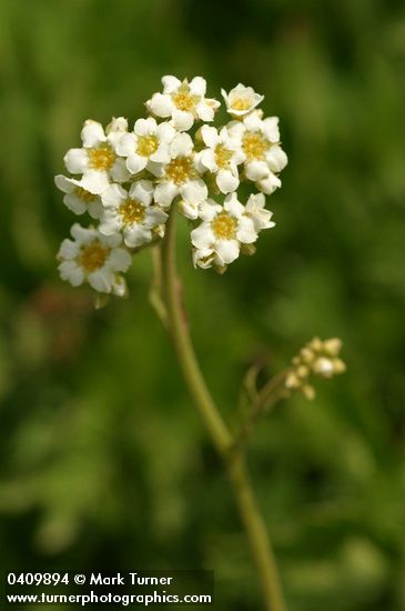 Mountain Boykinia blossoms