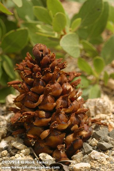 California Groundcone