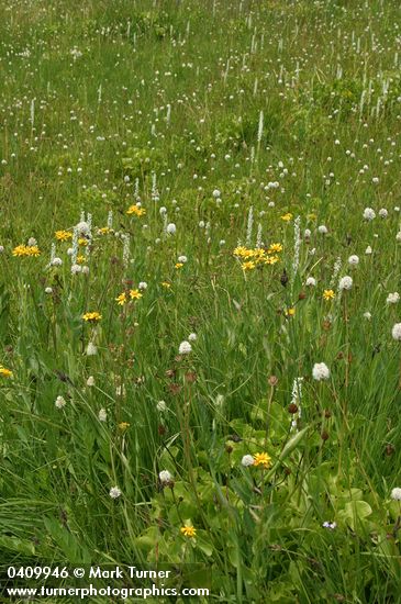 Subalpine wet meadow w/ White Bog Orchids, American Bistort, Mountain Arnica