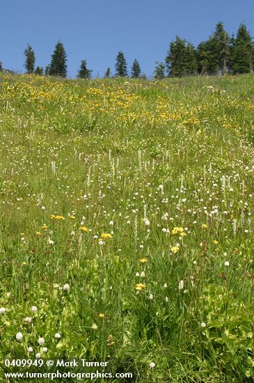 Subalpine wet meadow w/ White Bog Orchids, American Bistort, Mountain Arnica under blue sky