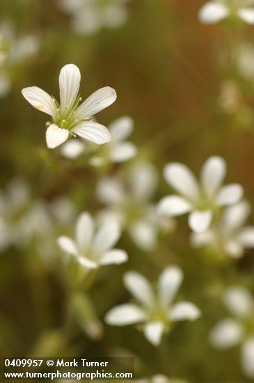Nuttall's sandwort blossoms detail