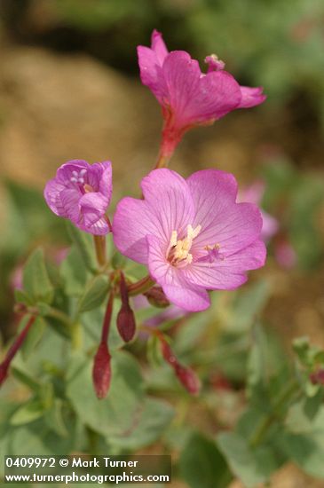 Siskiyou Willowherb blossoms & foliage detail