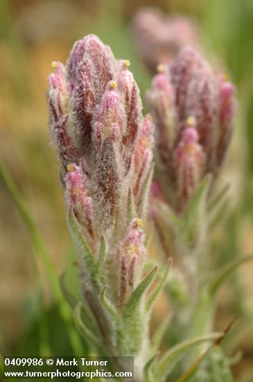 Splithair Indian Paintbrush bracts & blossoms detail