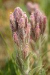 Splithair Indian Paintbrush bracts & blossoms detail