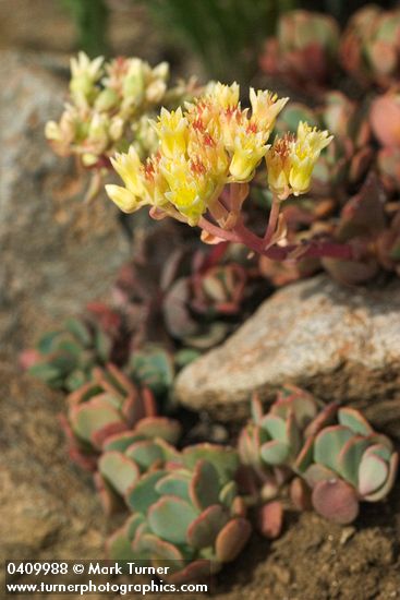 Sierra Sedum