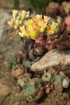 Sierra Sedum