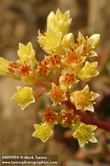 Sierra Sedum blossoms detail