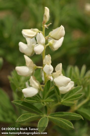 Anderson's Lupine blossoms & foliage
