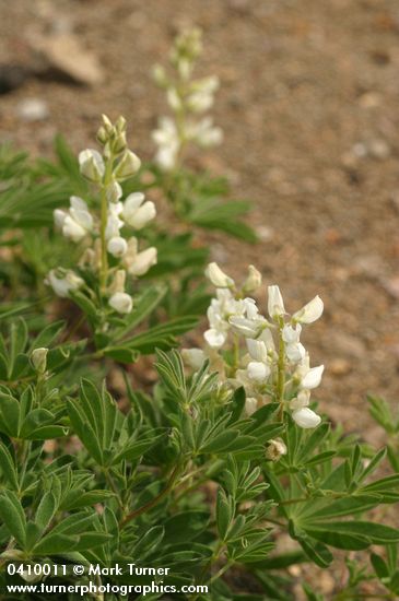 Anderson's Lupine
