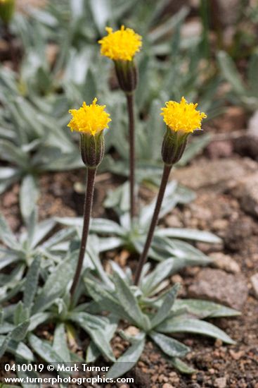 Silky Raillardella blossoms & foliage