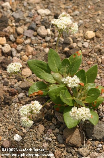 Shasta Buckwheat