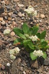 Shasta Buckwheat