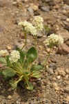 Shasta Buckwheat