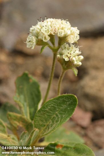 Shasta Buckwheat blossoms & foliage detail