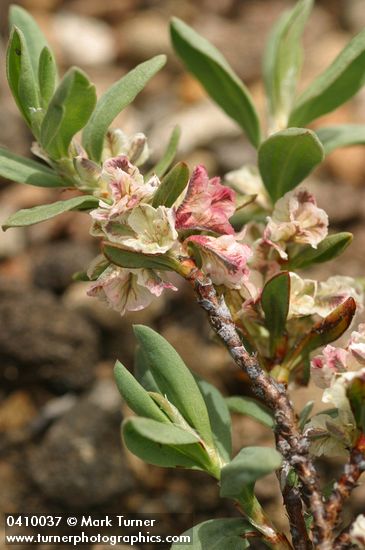 Shasta Knotweed blossoms & foliage detail