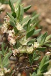 Shasta Knotweed blossoms & foliage detail