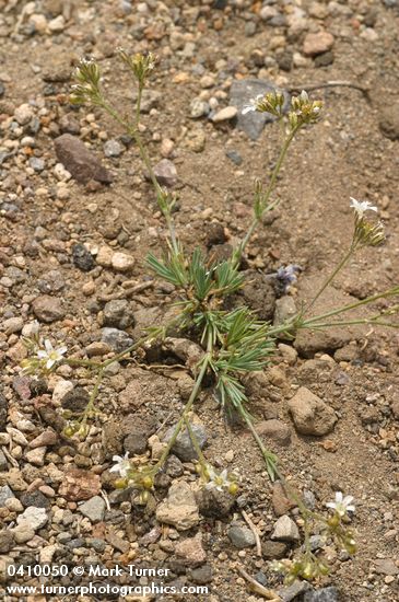 Crater Lake Sandwort
