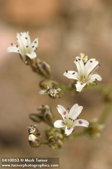 Crater Lake Sandwort blossoms detail