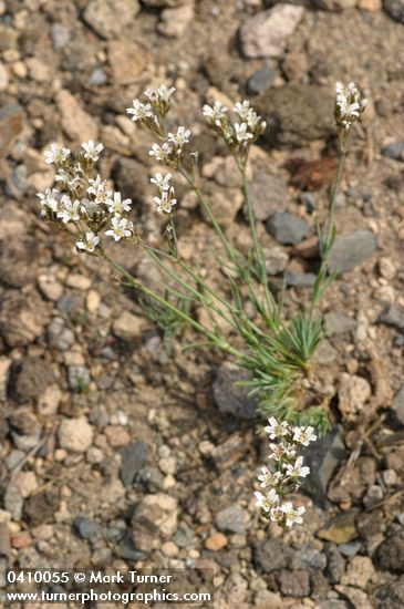 Crater Lake Sandwort