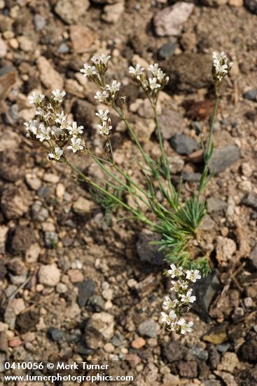Crater Lake Sandwort