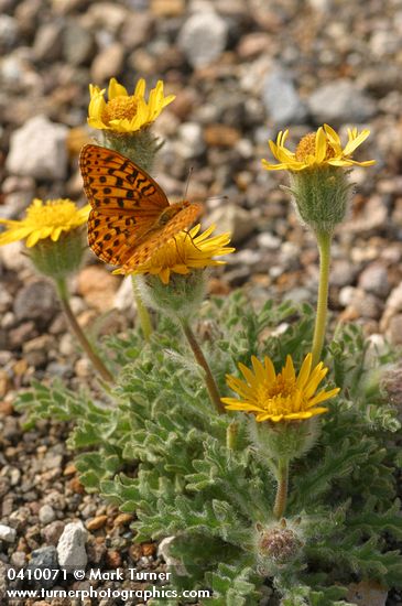 Dwarf Hulsea w/ Callippe Fritillary butterfly