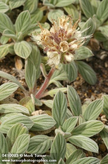Silverleaf Phacelia blossoms & foliage detail