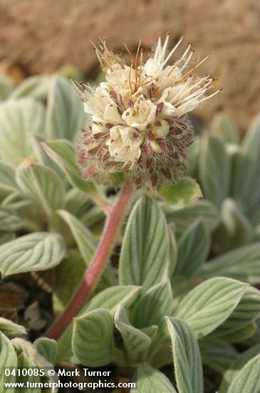 Silverleaf Phacelia blossoms & foliage detail