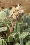 Silverleaf Phacelia blossoms & foliage detail