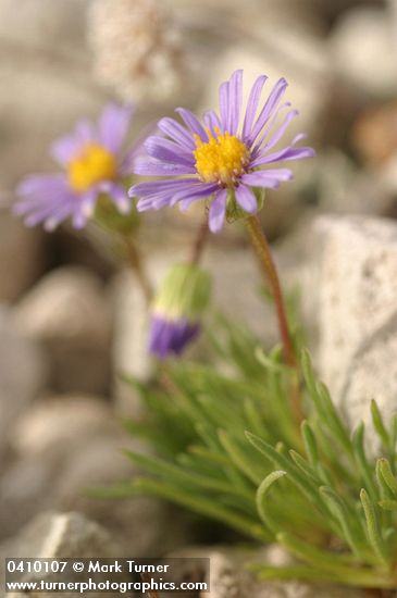 Blue Dwarf Fleabane blossoms & foliage detail