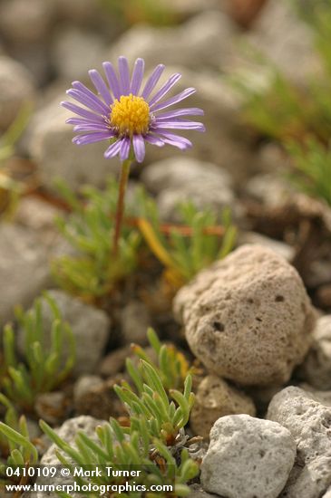 Blue Dwarf Fleabane blossoms & foliage detail