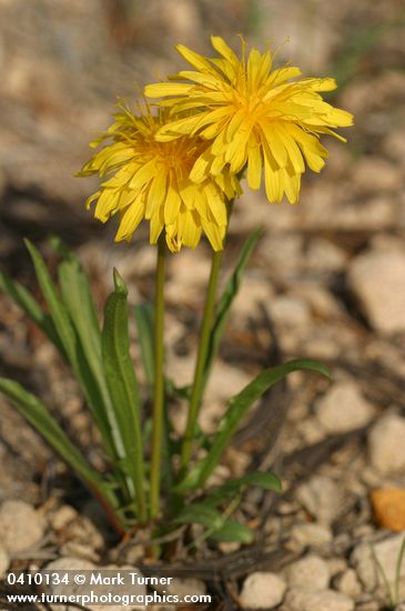 Smooth Mountain Dandelion