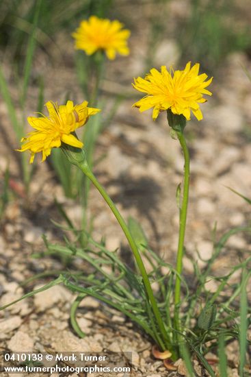 Smooth Mountain Dandelion