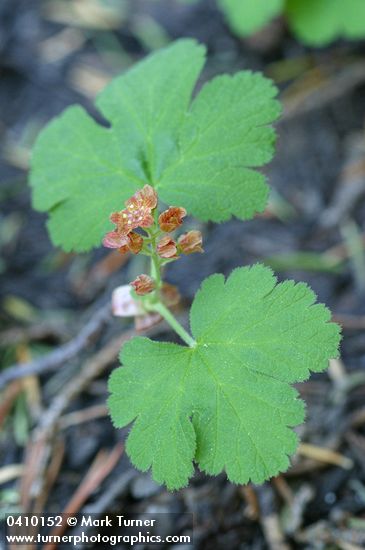 Crater Lake Currant blossoms & foliage detail