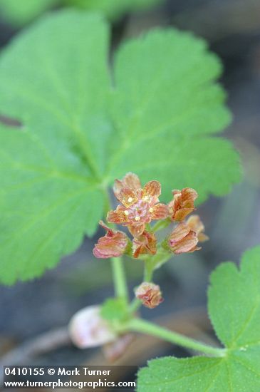 Crater Lake Currant blossoms & foliage detail