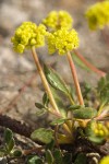Marum-leaved Buckwheat blossoms & foliage detail