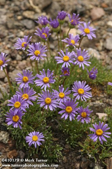 Blue Dwarf Fleabane