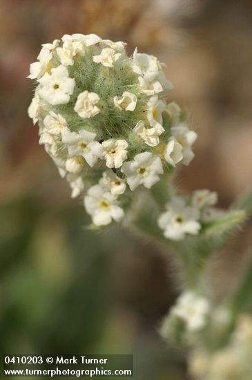 Alpine Cryptantha blossoms detail