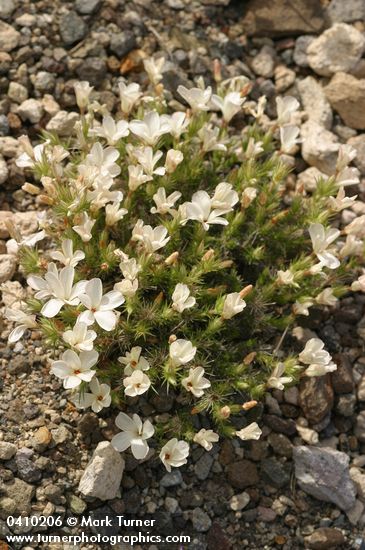 Granite Gilia