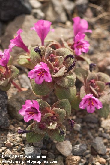 Dwarf Purple Monkey Flower