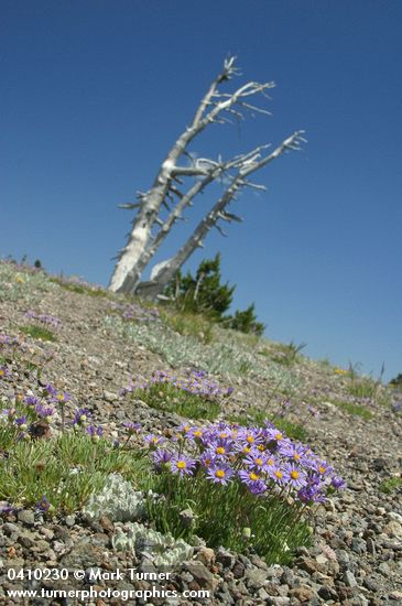 Blue Dwarf Fleabane w/ Whitebark Pine snags against blue sky on pumice field